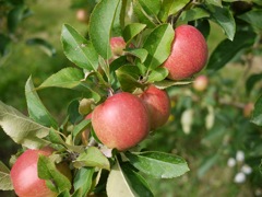 Rajka apple
