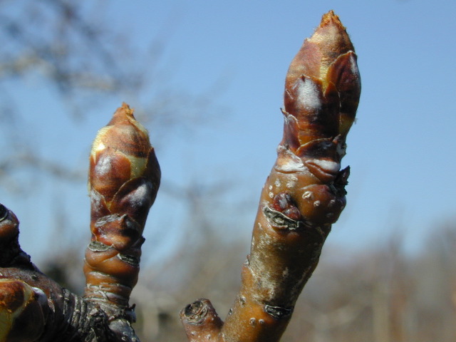 Pear-Swollen Bud