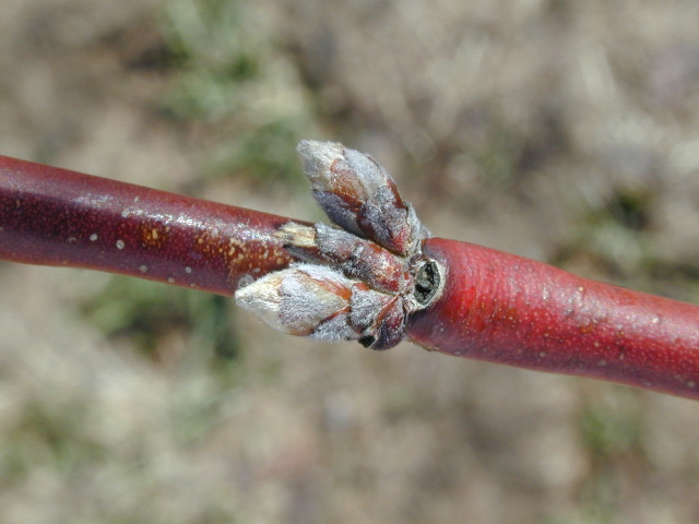 Peach-Dormant +