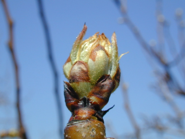 Pear-bud burst