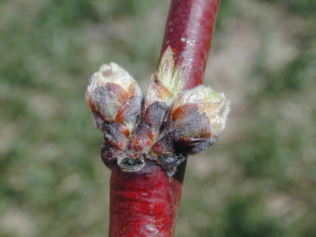 Peach-swollen bud +