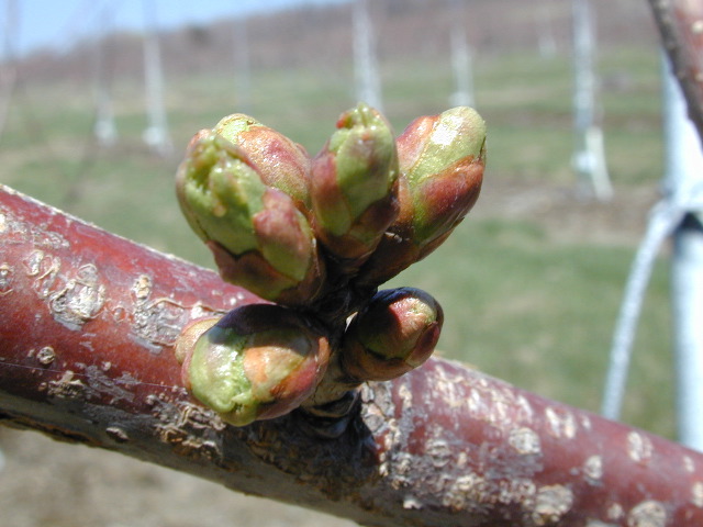 Sweet cherry-swollen bud +