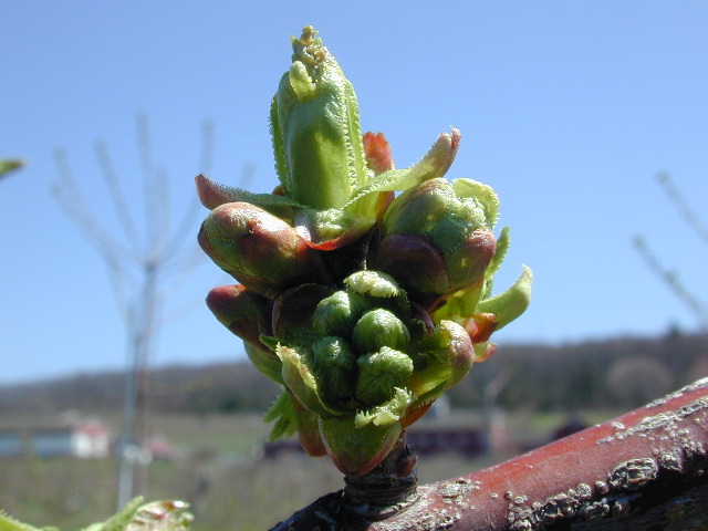 Sweet cherry-bud burst+