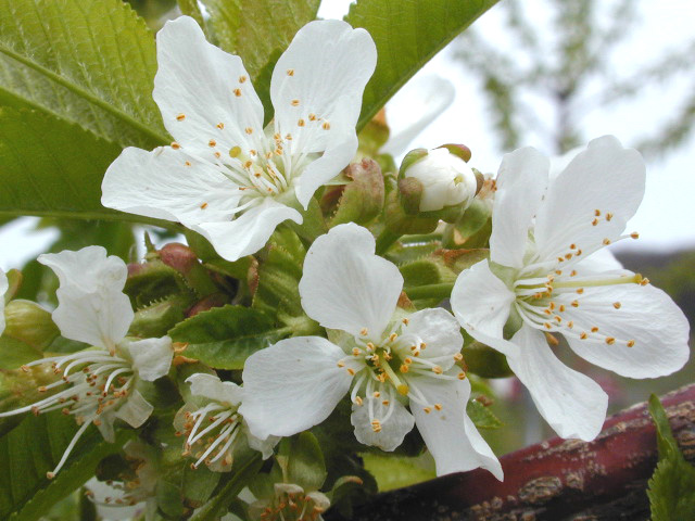 Sweet Cherry-bloom