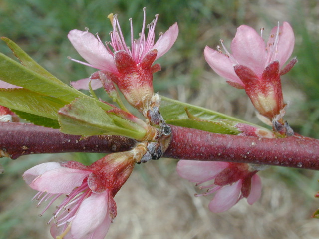 Peach-bloom