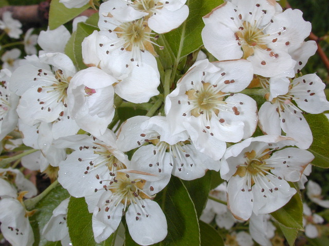 Pear-Bloom+