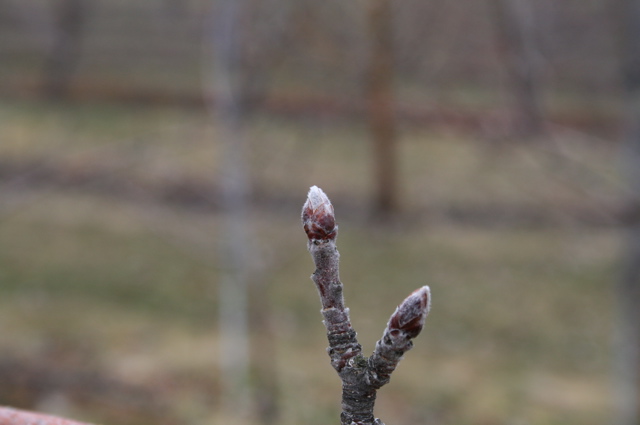 McIntosh apple -- silver tip