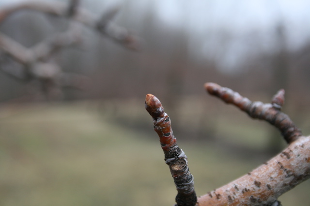 Bartlett pear -- early swollen bud