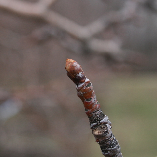 Bartlett pear - early swollen bud