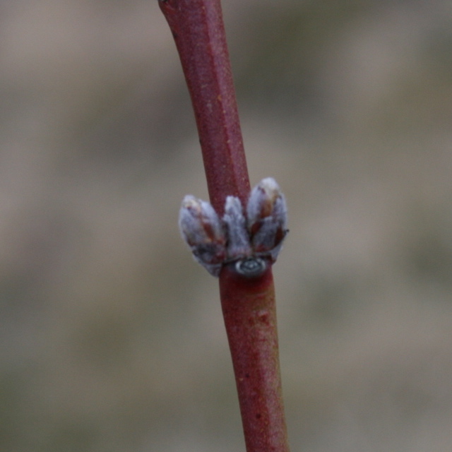 PF-14 Jersey peach - early swollen bud