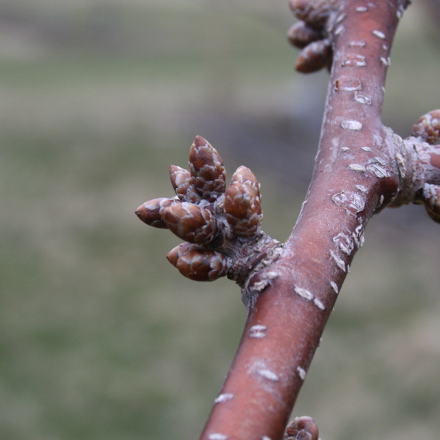 Cavalier sweet cherry - early swollen bud