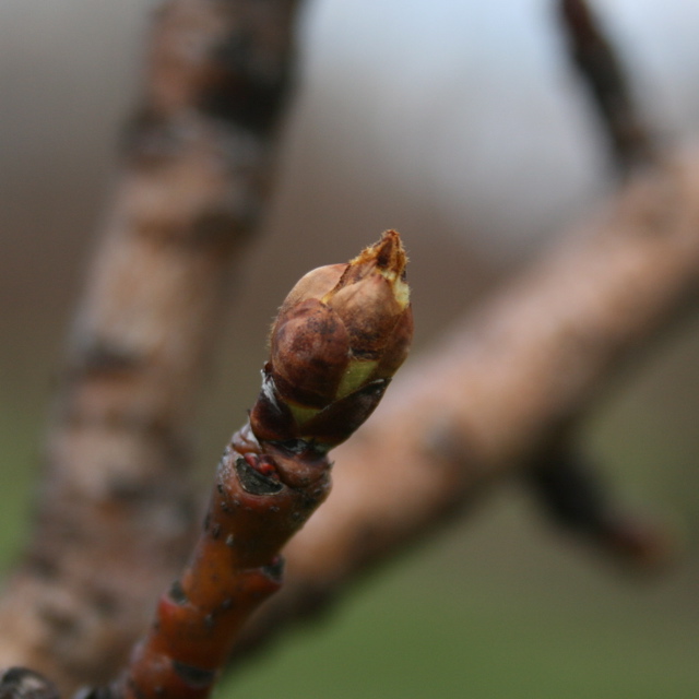 Bartlett pear - swollen bud