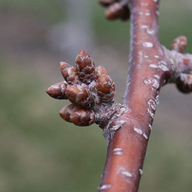 Cavalier sweet cherry - swollen bud