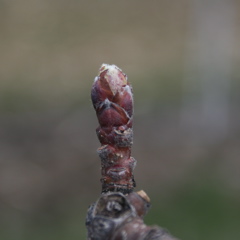 Honeycrisp apple - late dormant