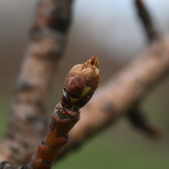 Bartlett pear - swollen bud