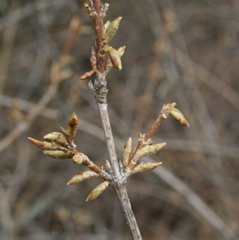 Forsythia