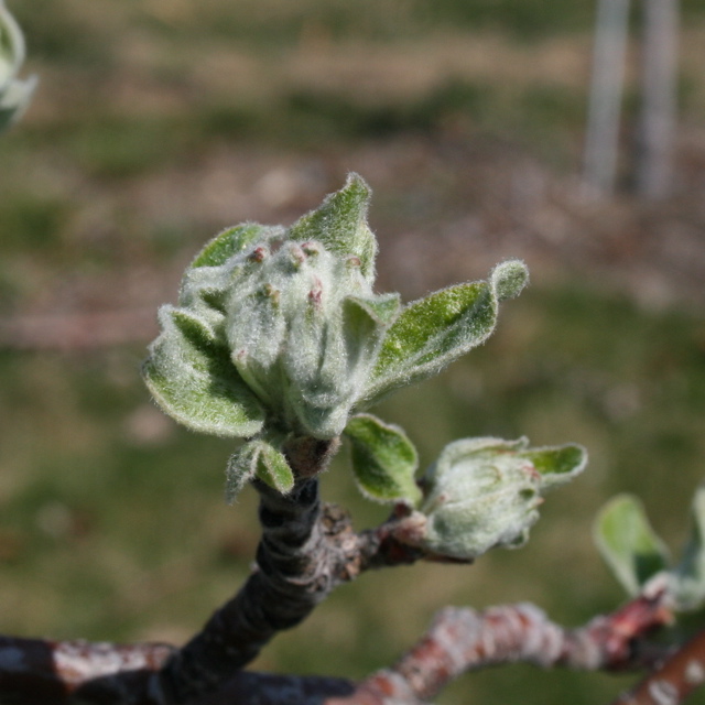 McIntosh apple - early tight cluster