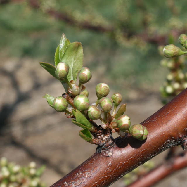 Shiro plum - very early white bud