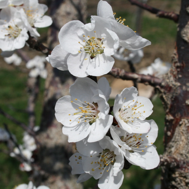 Apricot - bloom