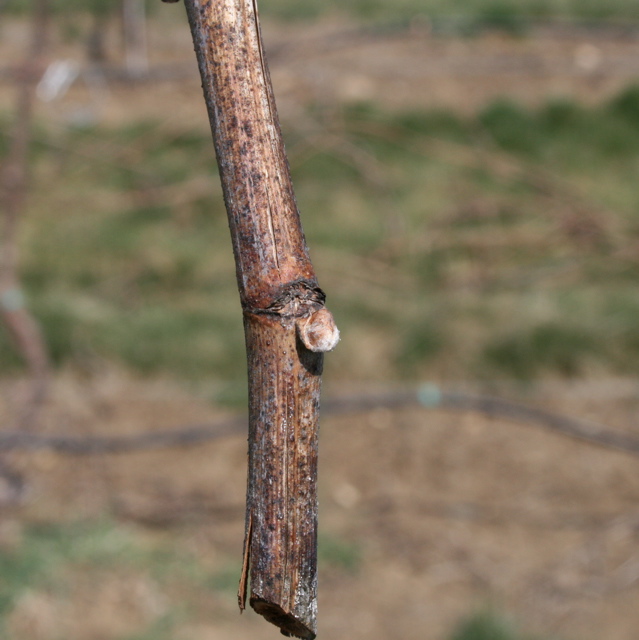 Chardonel grape