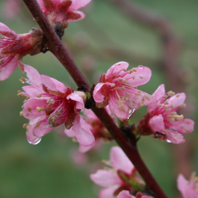 PF-14 Jersey peach - bloom