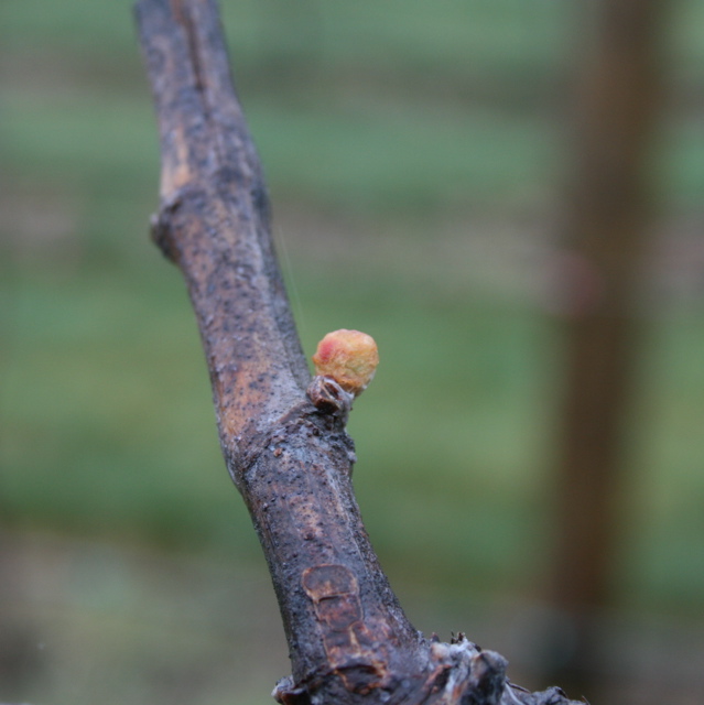 Chardonel grape