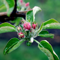 Honeycrisp apple - early pink
