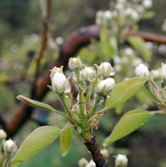 Bartlett pear - white bud