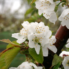 Cavalier sweet cherry - bloom