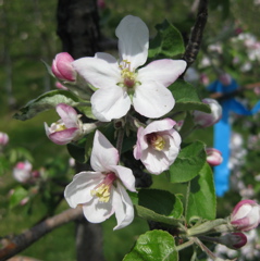 McIntosh apple - king bloom+