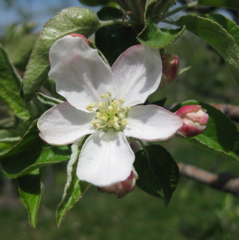 Honeycrisp apple - king bloom