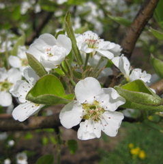 Bartlett pear - bloom