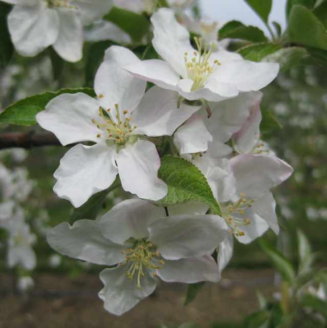 Honeycrisp apple -- bloom