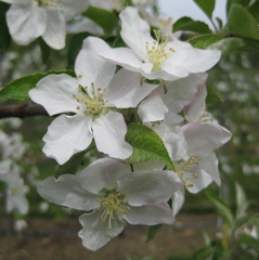Honeycrisp apple -- bloom
