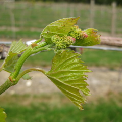 Frontenac grape