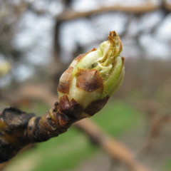 Bartlett pear - early bud burst