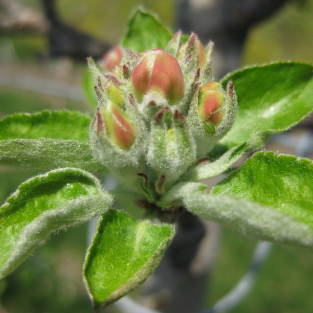 Honeycrisp apple - late tight cluster/very early pink