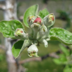 McIntosh apple - open cluster/early pink