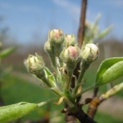 Bartlett pear - early white bud