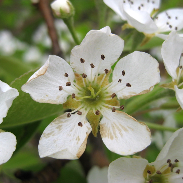 Bartlett pear - early petal fall