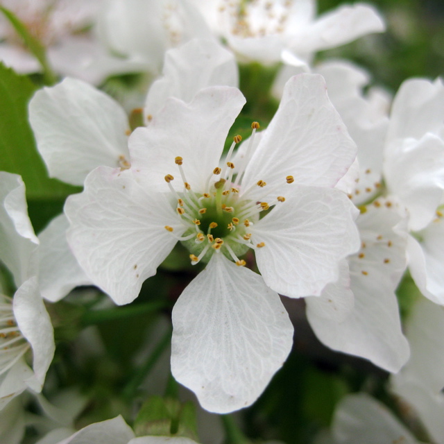 Cavalier cherry - bloom