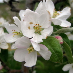 McIntosh apple - bloom