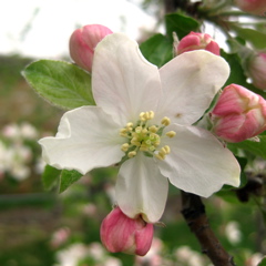 Honeycrisp apple - king bloom+