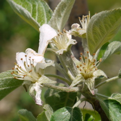 Honeycrisp apple - petal fall