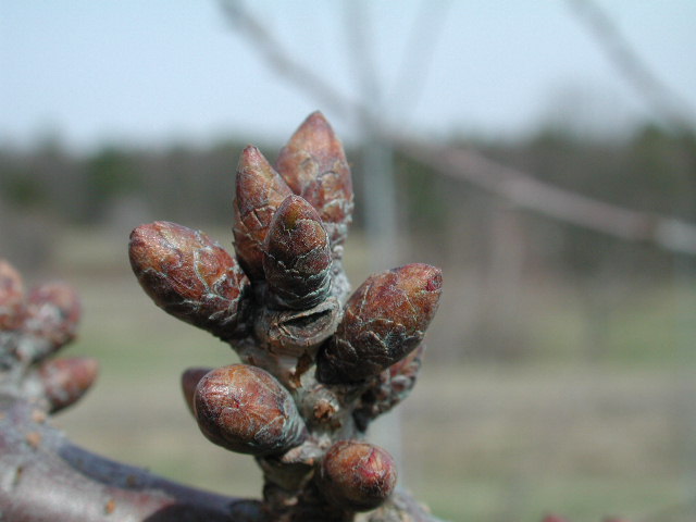 Cavalier sweet cherry-dormant