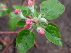 Mcintosh apple-pink