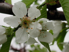 Cavalier sweet cherry-bloom