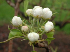 Pear-white bud
