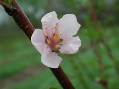 Peach-bloom