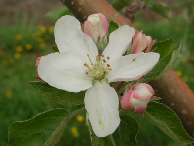 Honeycrisp apple-king bloom+